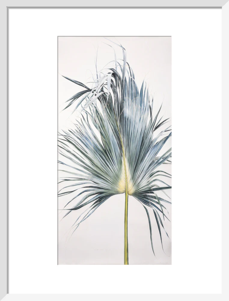 Sabal Mexicana - Leaf - Image 9