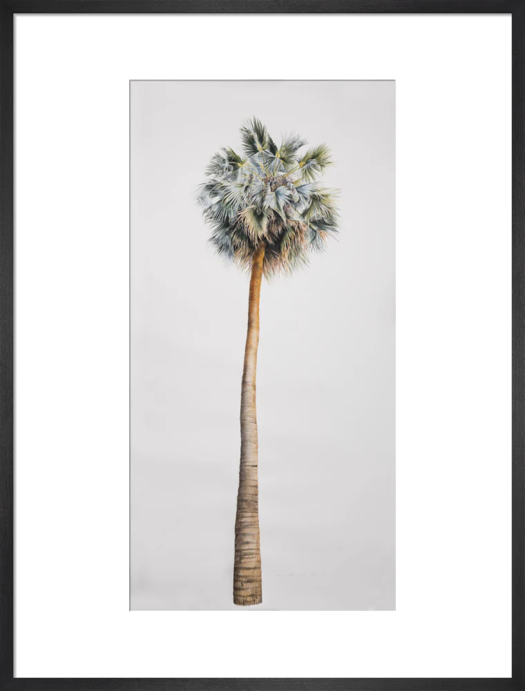 Sabal Mexicana - Whole Tree - Image 13