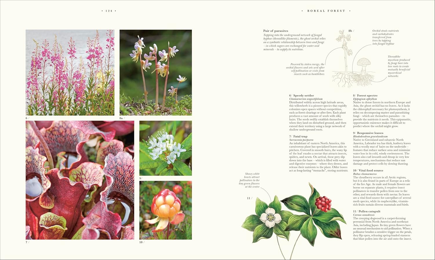 Atlas of Botany: An Exploration of Plants Across Time and Around the World - Image 11