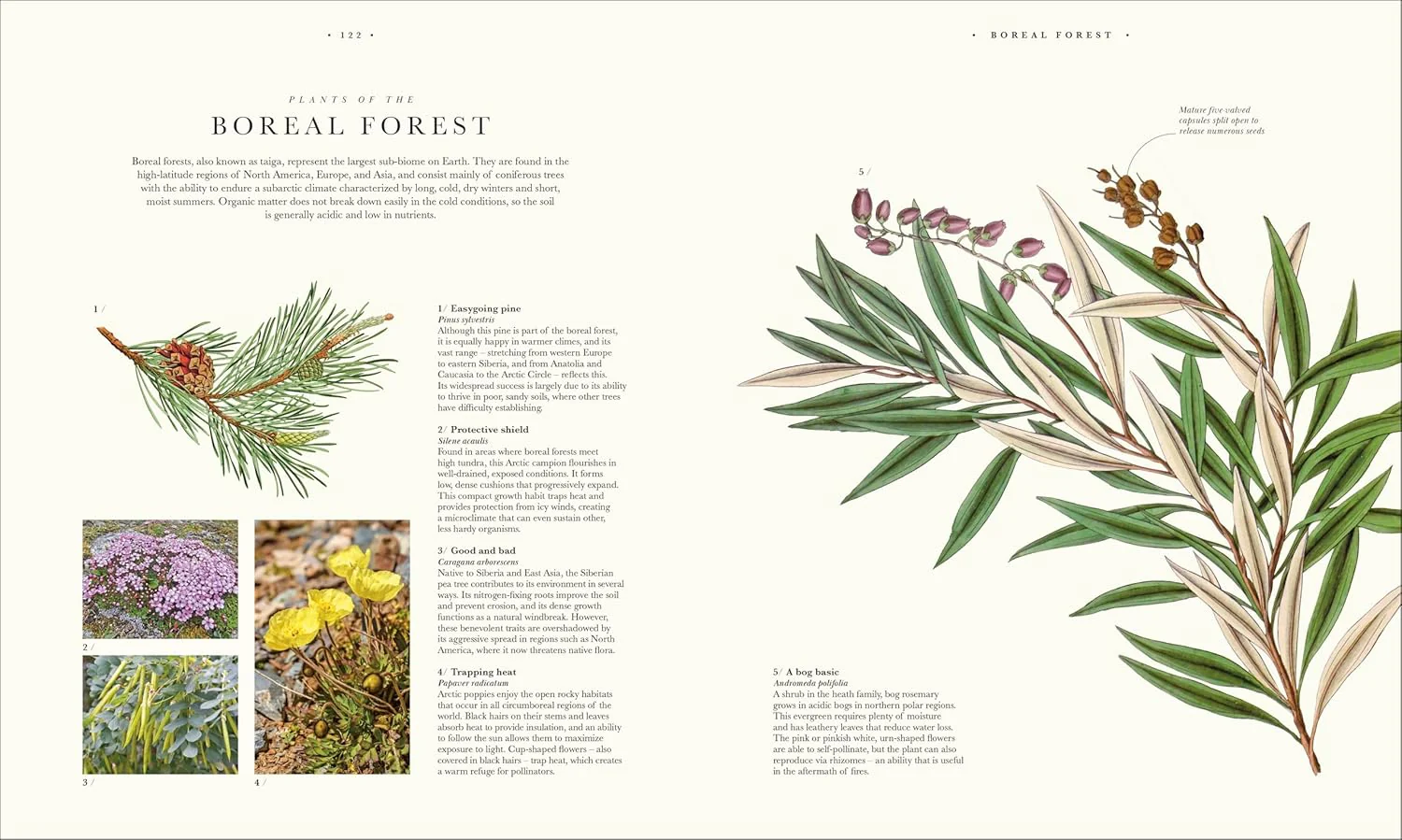 Atlas of Botany: An Exploration of Plants Across Time and Around the World - Image 12