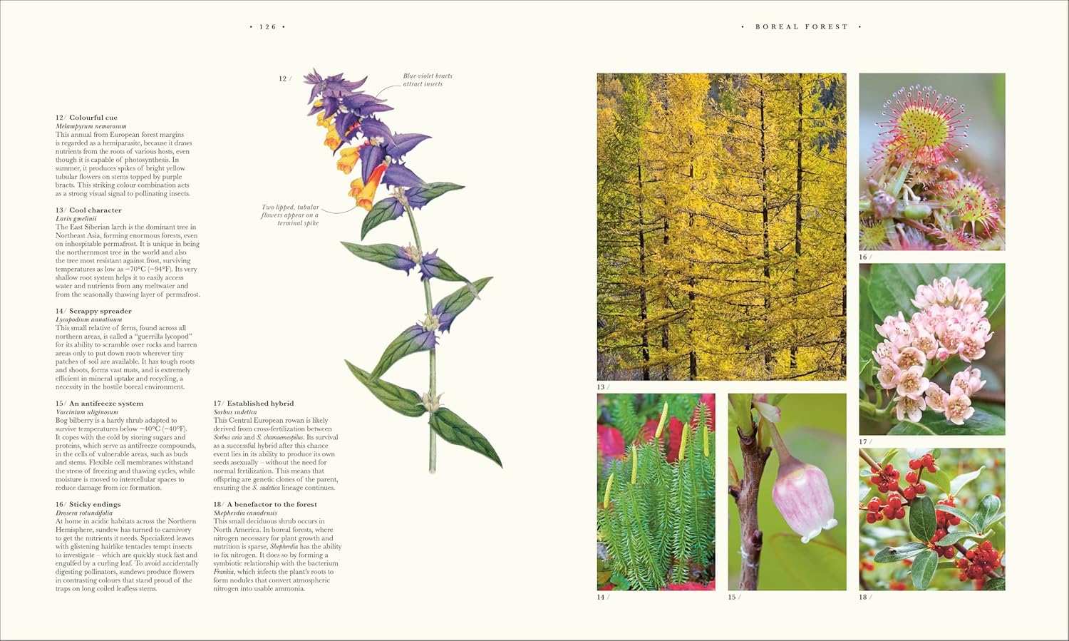 Atlas of Botany: An Exploration of Plants Across Time and Around the World - Image 14