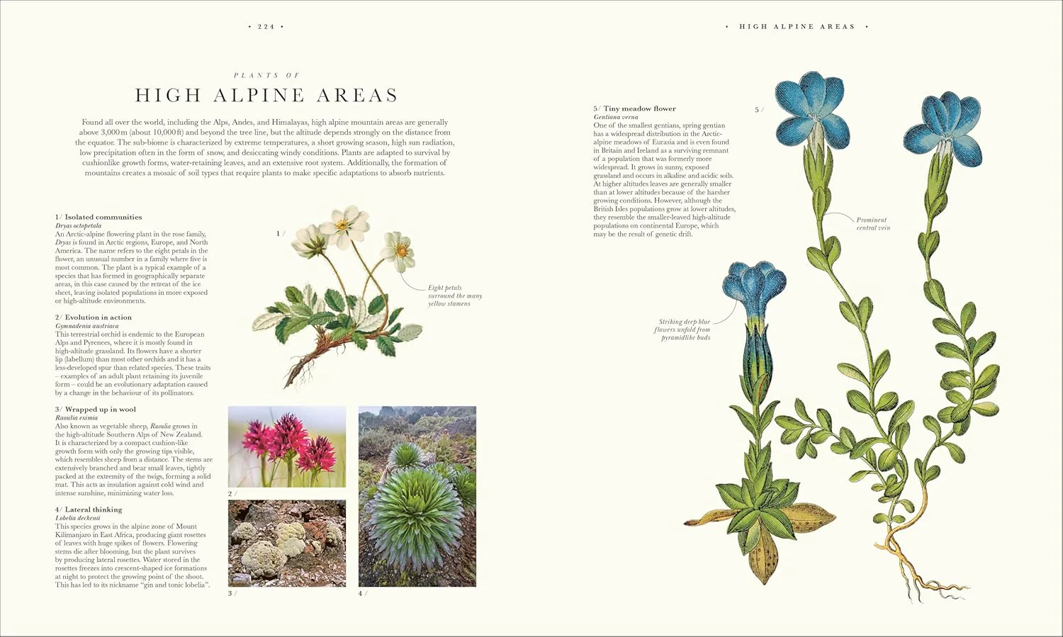 Atlas of Botany: An Exploration of Plants Across Time and Around the World - Image 15