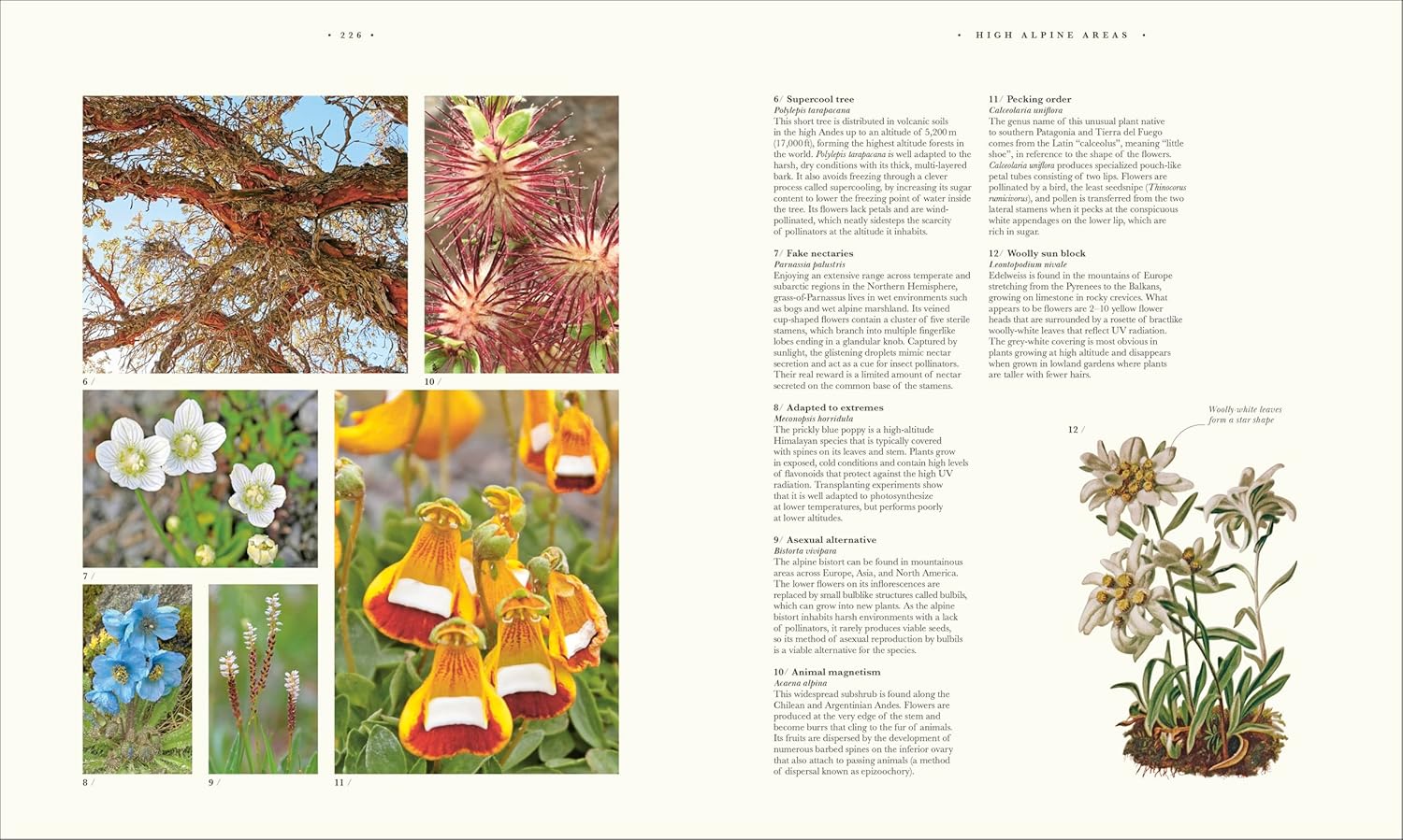 Atlas of Botany: An Exploration of Plants Across Time and Around the World - Image 16