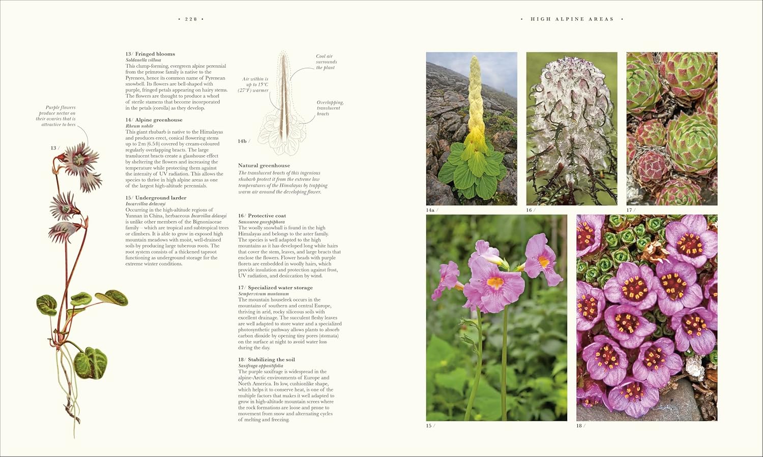 Atlas of Botany: An Exploration of Plants Across Time and Around the World - Image 17