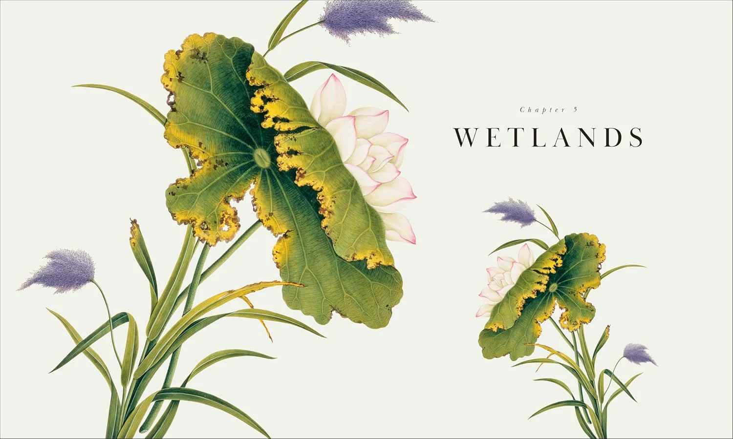 Atlas of Botany: An Exploration of Plants Across Time and Around the World - Image 18