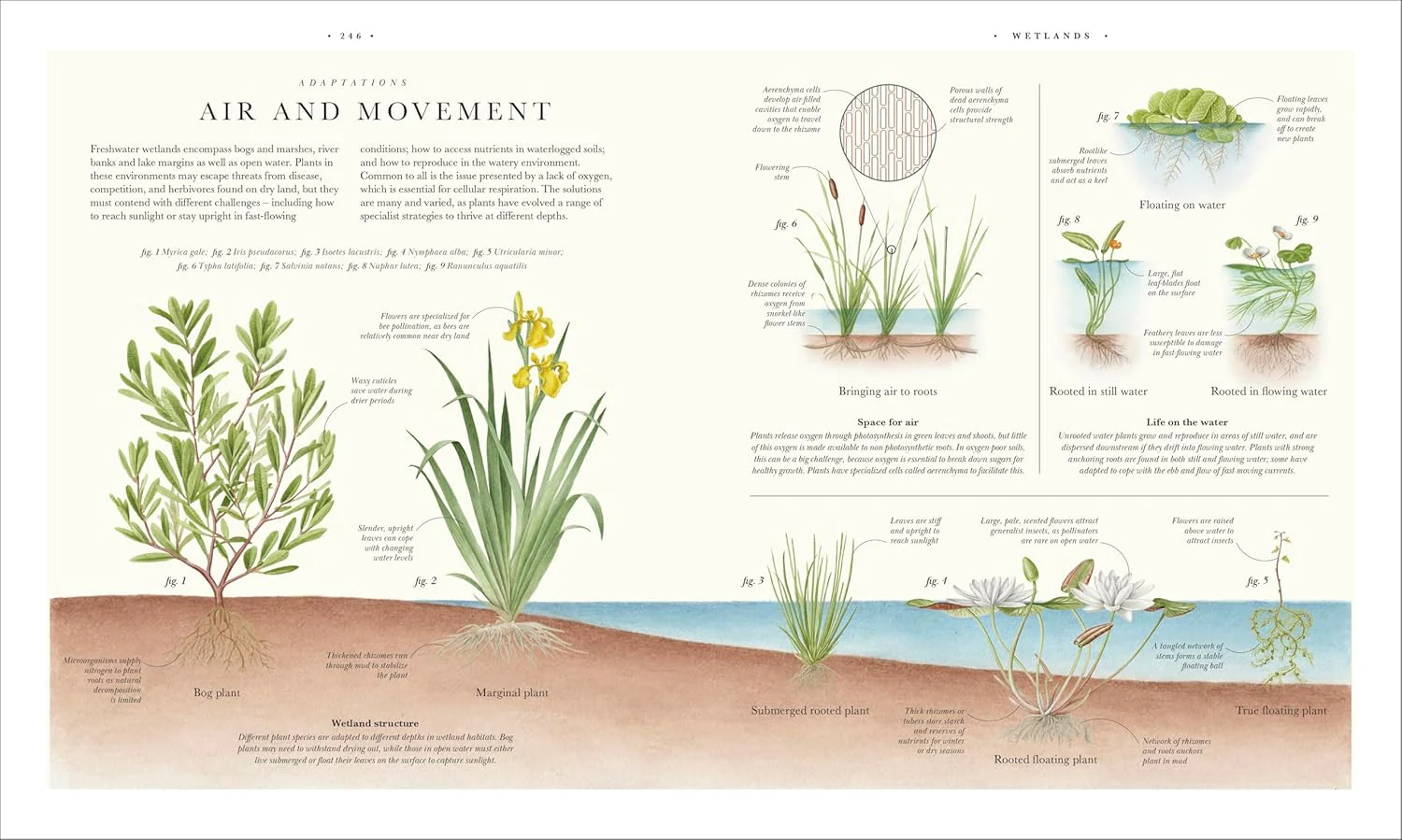 Atlas of Botany: An Exploration of Plants Across Time and Around the World - Image 19