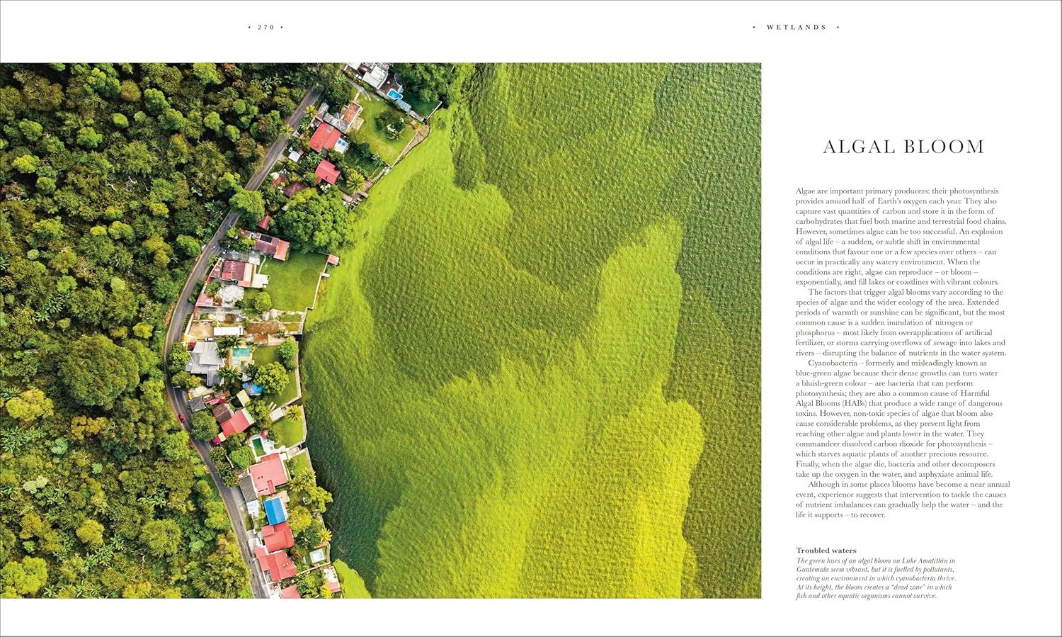 Atlas of Botany: An Exploration of Plants Across Time and Around the World - Image 20