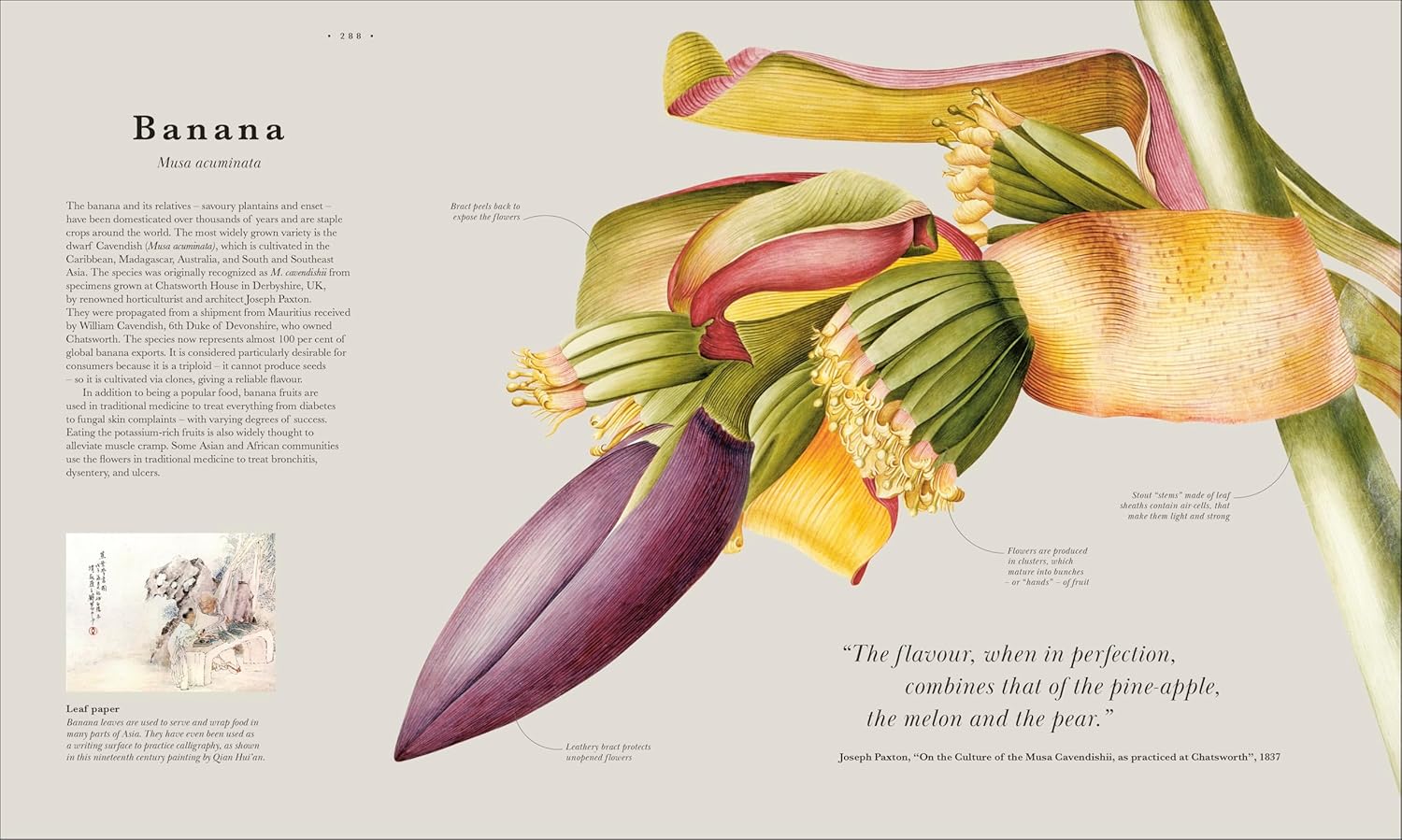 Atlas of Botany: An Exploration of Plants Across Time and Around the World - Image 22