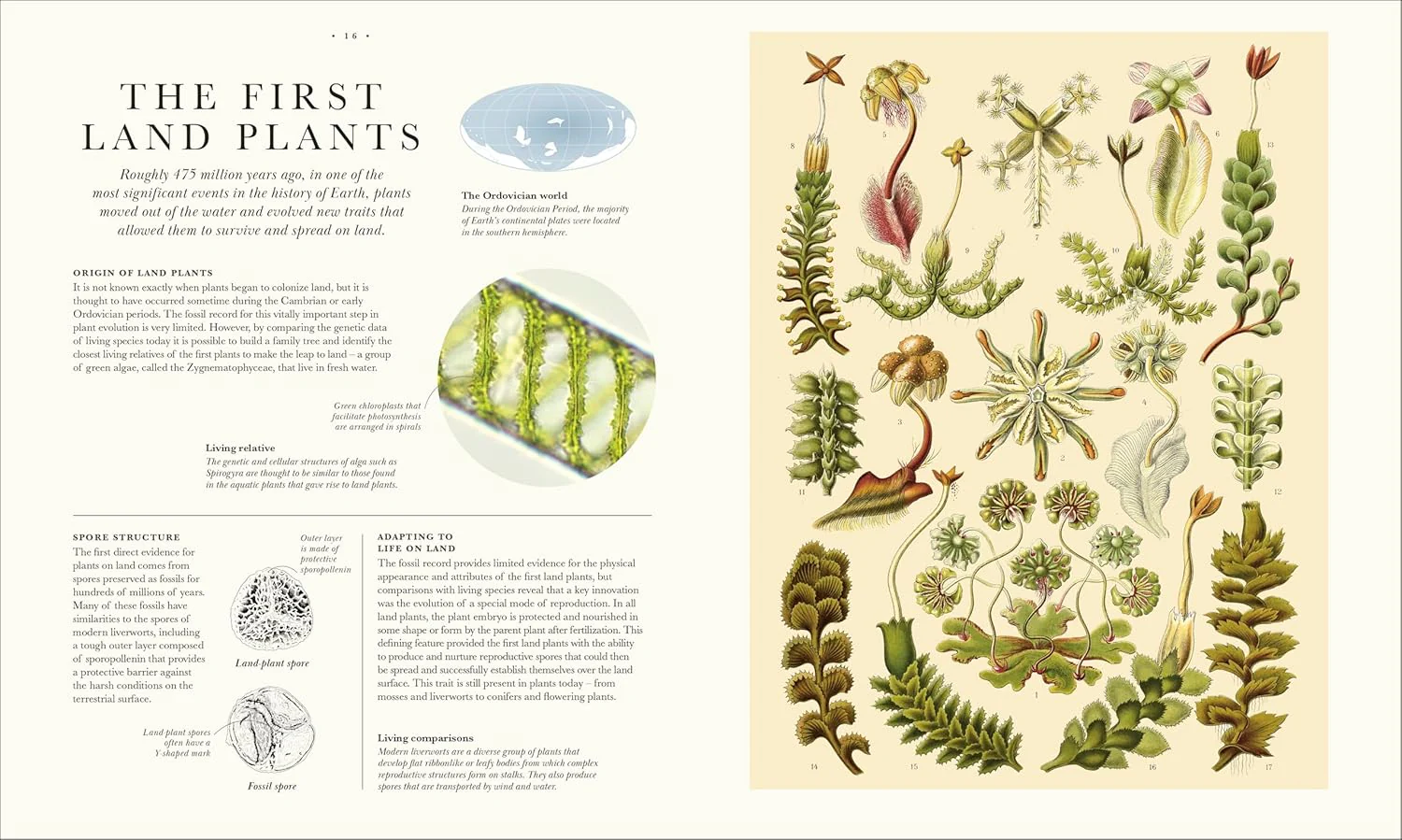Atlas of Botany: An Exploration of Plants Across Time and Around the World - Image 5