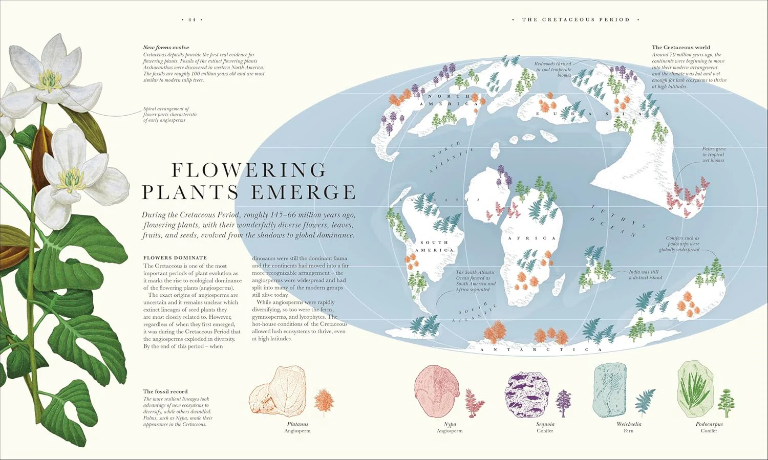 Atlas of Botany: An Exploration of Plants Across Time and Around the World - Image 6