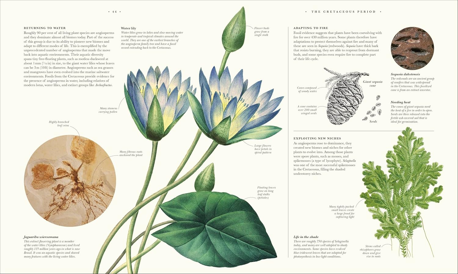 Atlas of Botany: An Exploration of Plants Across Time and Around the World - Image 7