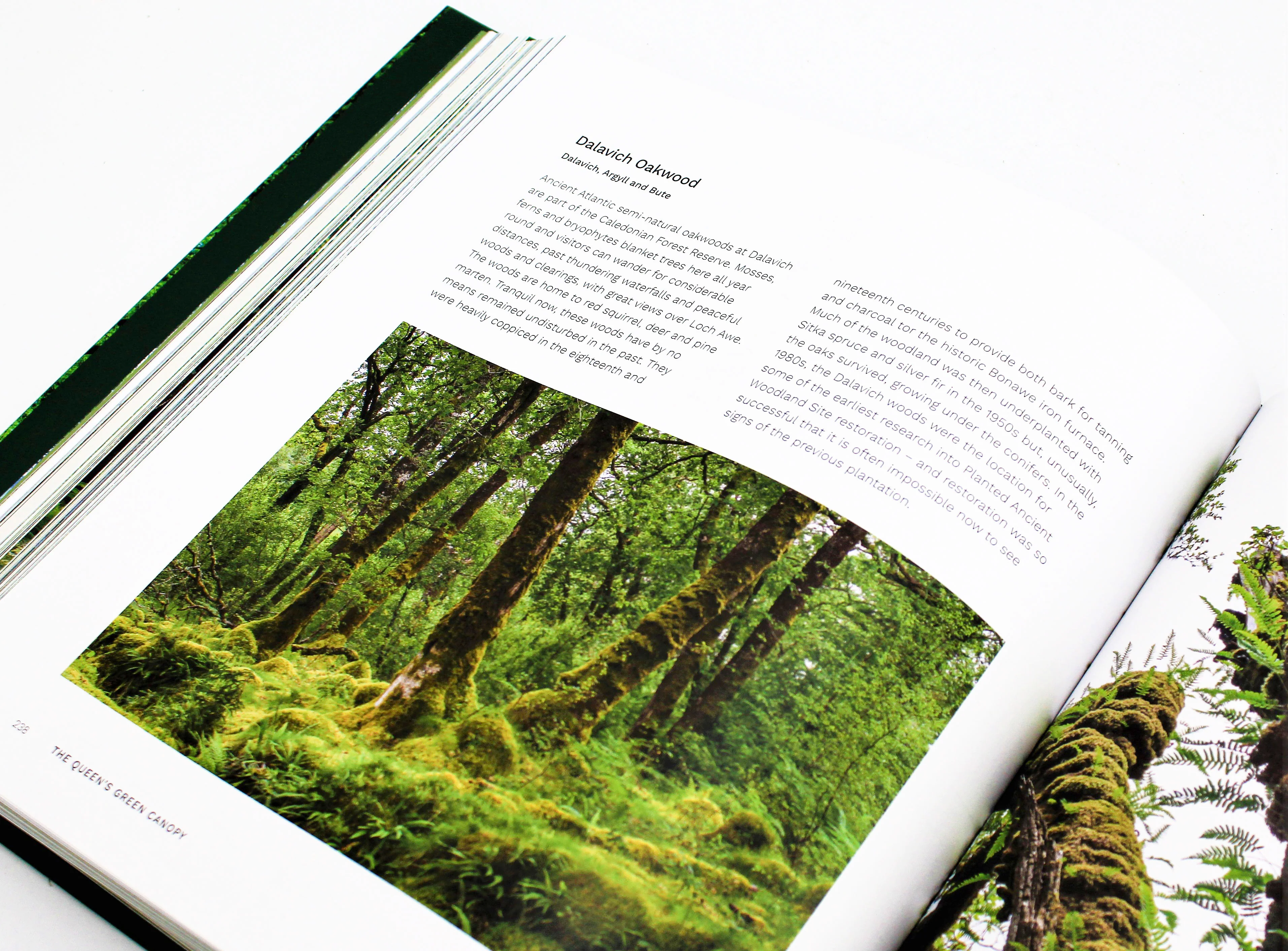 The Queen's Green Canopy - Image 3