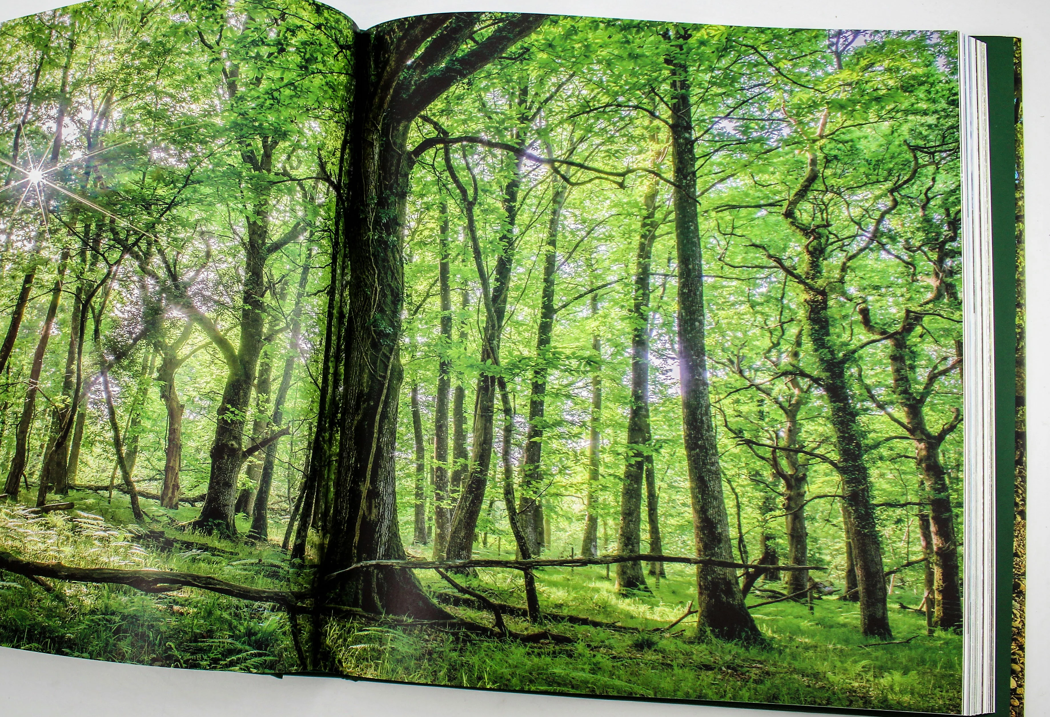 The Queen's Green Canopy - Image 4