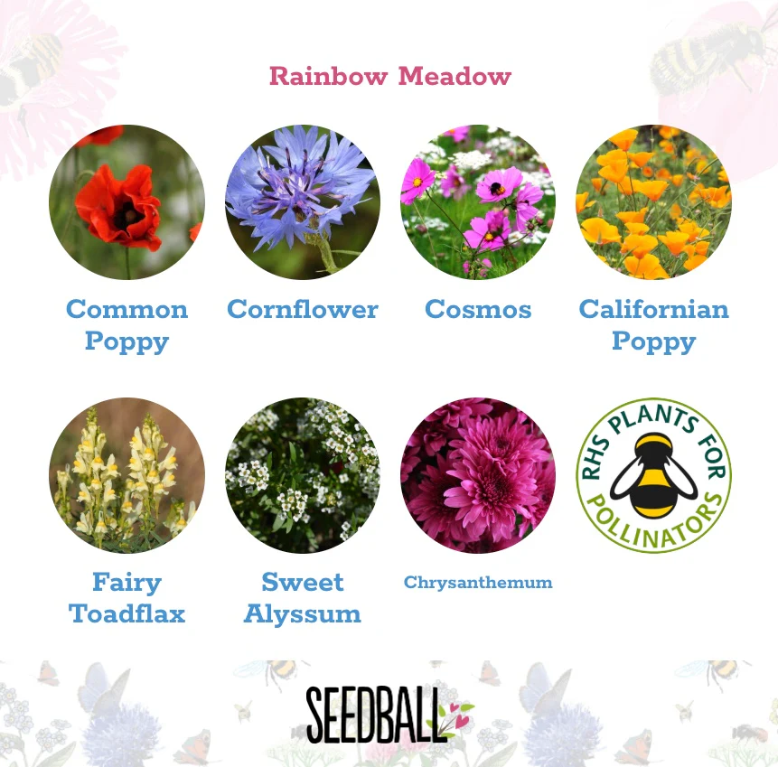 Scatter Box Wildflower Seed Balls - Rainbow Meadow - Image 2