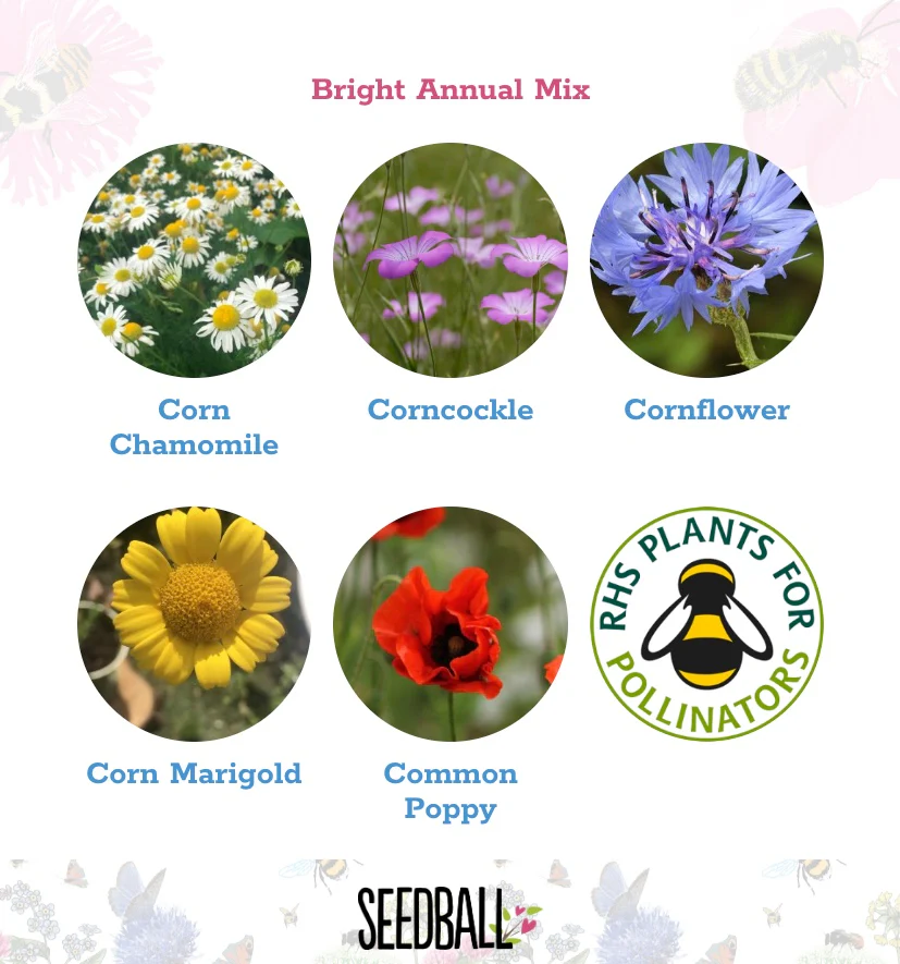 Scatter Box Wildflower Seed Balls - Bright Annuals - Image 2