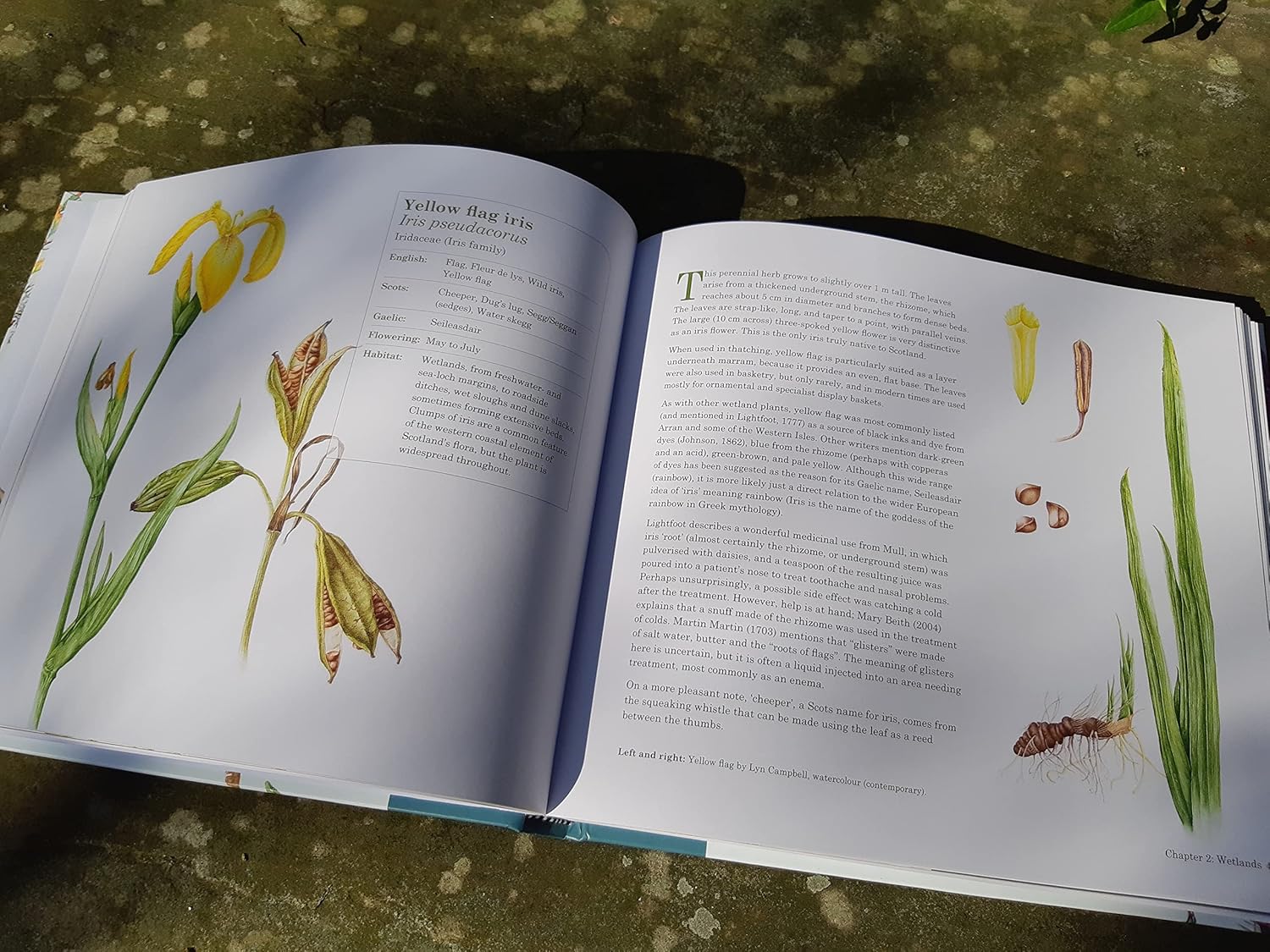 Scottish Plant Lore: An Illustrated Flora - Image 3