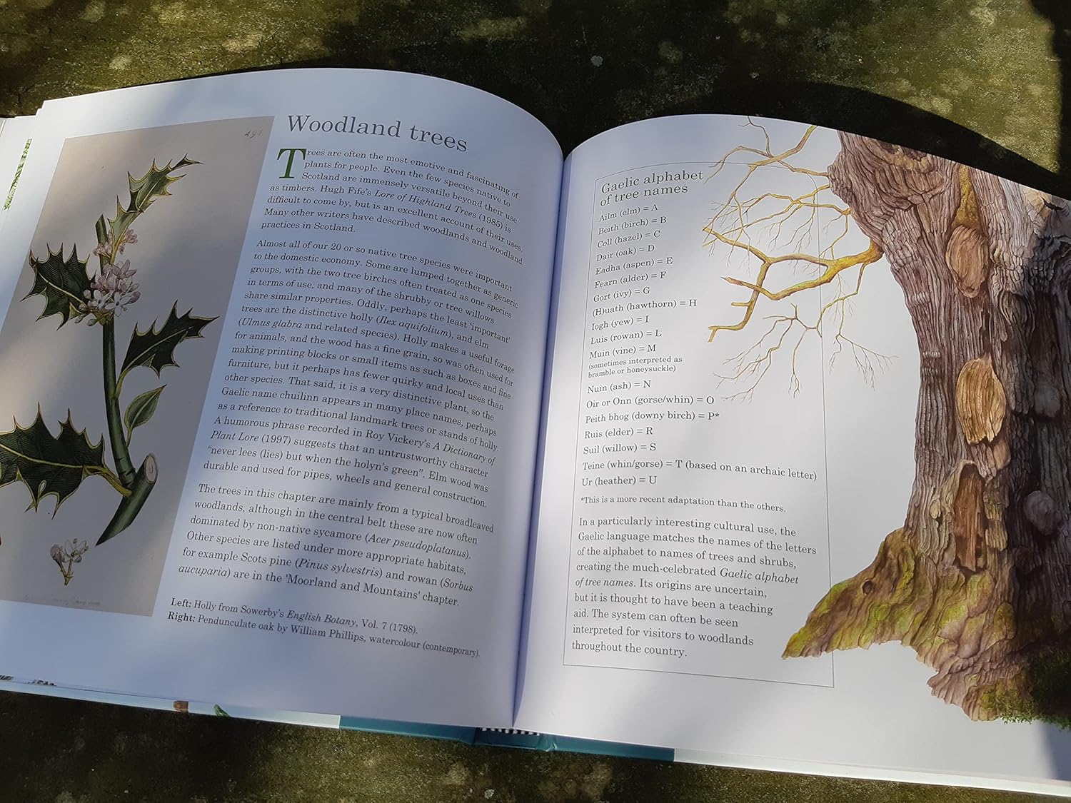 Scottish Plant Lore: An Illustrated Flora - Image 4