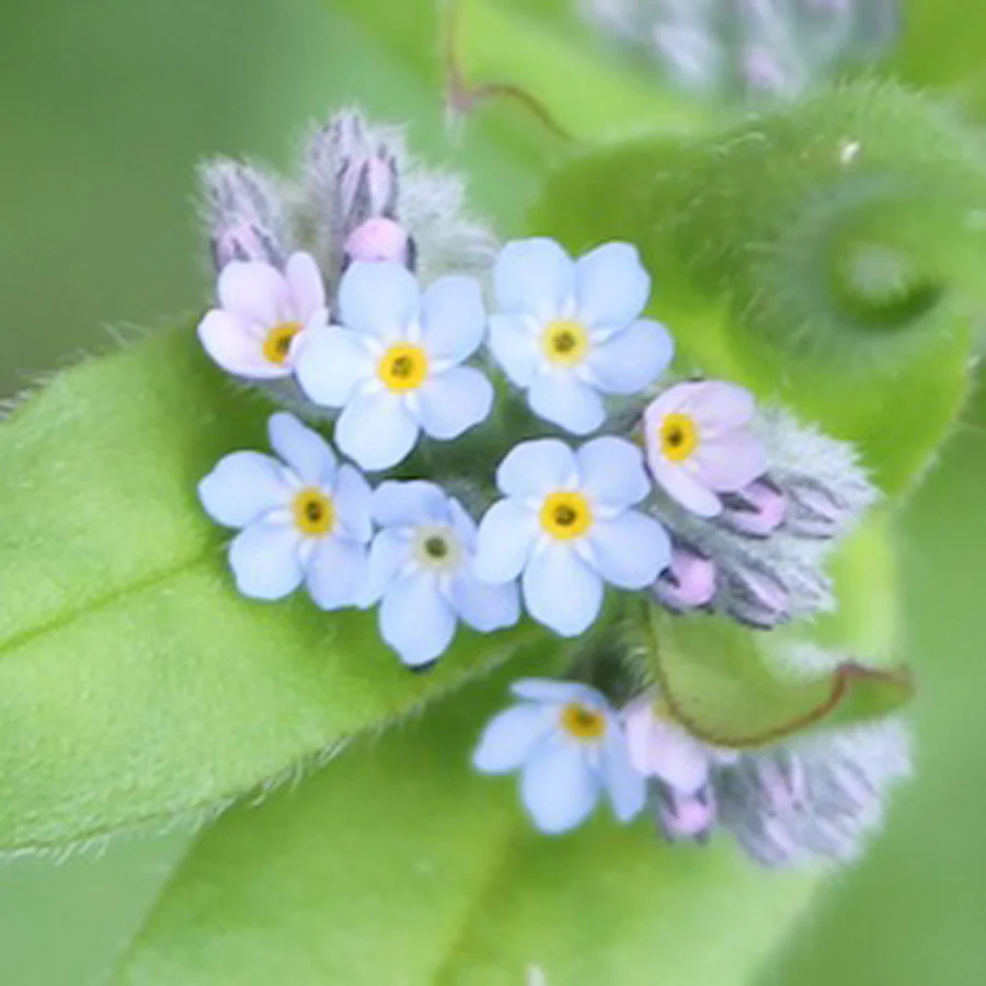 Seedball Tube - Forget-Me-Not - Image 2