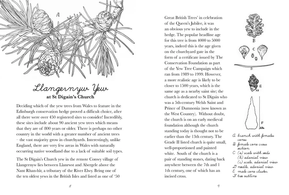 The Yew Hedge - Image 3