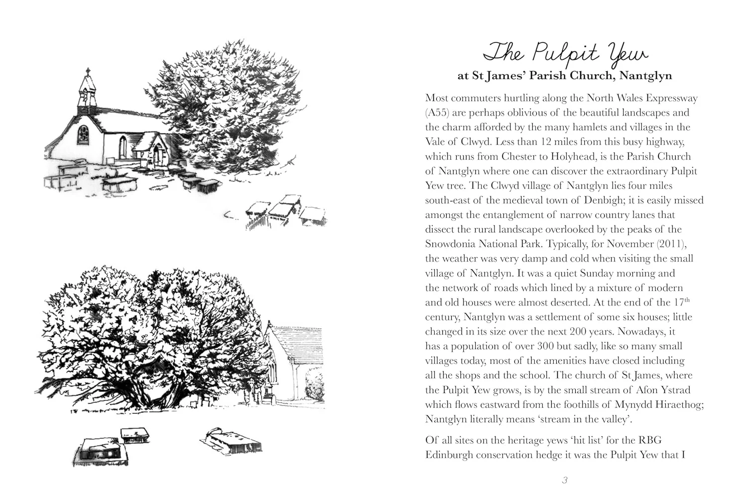 The Yew Hedge - Image 4